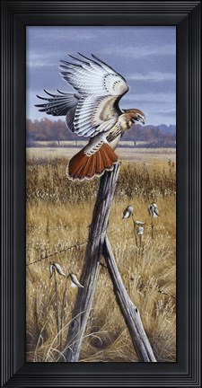 Framed Corner Post - Red Tailed Hawk Print