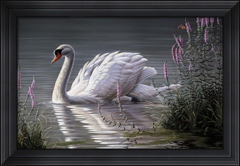 Framed Summer Idyll - Mute Swan Print