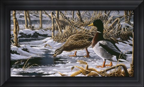 Framed Spring Thaw - Mallards Print