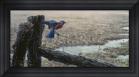 Framed April Showers - Eastern Bluebird Print