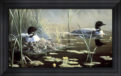 Framed Nesting Loons Print