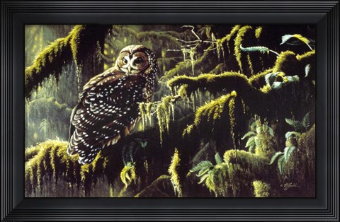 Framed Spirit Of Ancient Forests - Spotted Owl Print