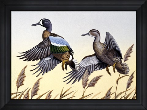 Framed 1981 Blue-Winged Teal Print