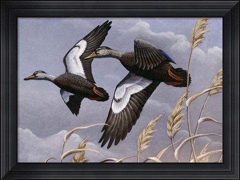 Framed 1982/1983 Black Ducks Print