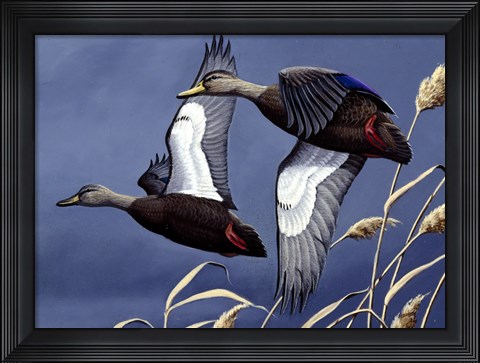 Framed 1984 Black Ducks Print