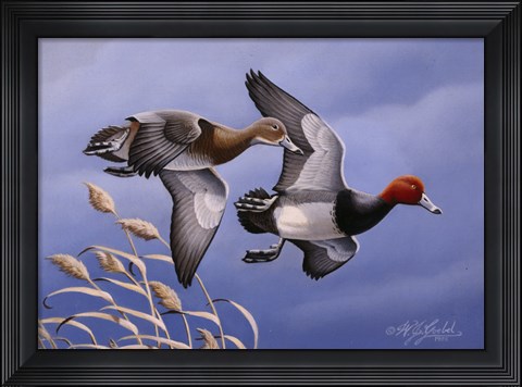 Framed 1986 Redhead Ducks Print