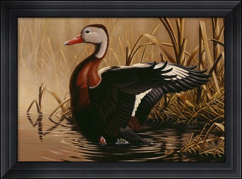 Framed 1988 Black Bellied Whistling Duck Print
