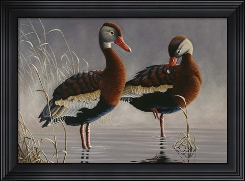 Framed 1989 Black Bellied Whistling Duck Print