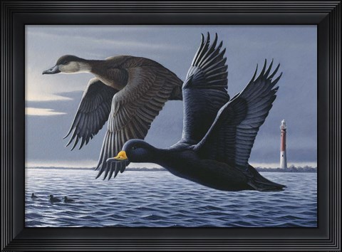Framed 1990 Black Scoters Print