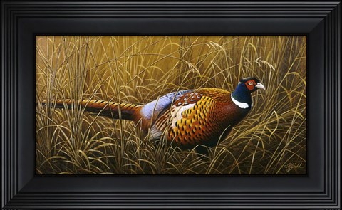 Framed Sneaking Through The Long Grass - Ring Neck Pheasant Print