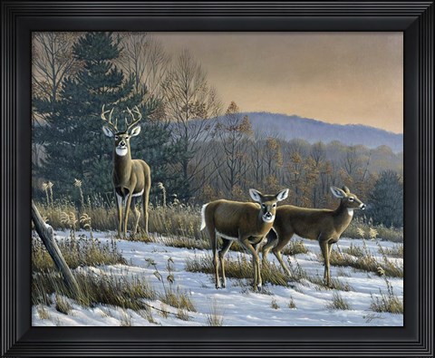Framed Prime Time - Whitetail Deer Print