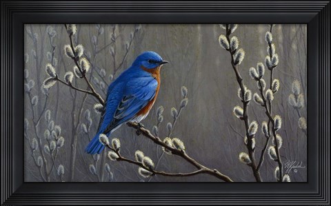 Framed Signals Of Spring - Eastern Bluebird Print