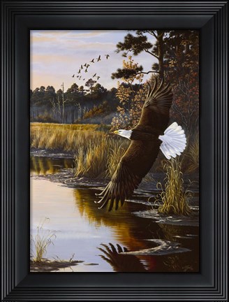 Framed Wings Of Autumn - Bald Eagle Print