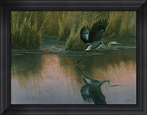 Framed Evening Flight - Great Blue Heron Print