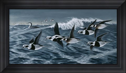Framed Rough Day On The Bay - Oldsquaw Ducks Print