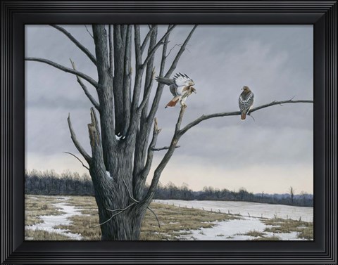 Framed Old Elm &amp; Redtails Print