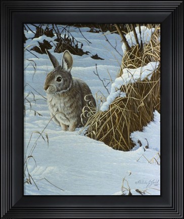 Framed Snow Cover Cottontail Print