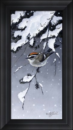 Framed Winter Sprite - Golden Crown Kinglet Print