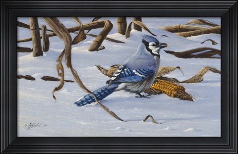 Framed Bluejay Print