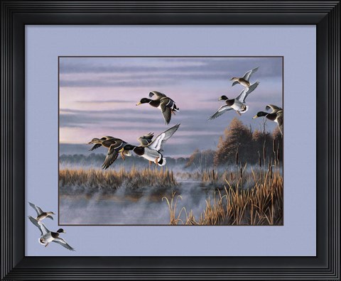 Framed Ducks In Flight 1 Print