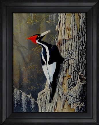 Framed Ivory Bill Print