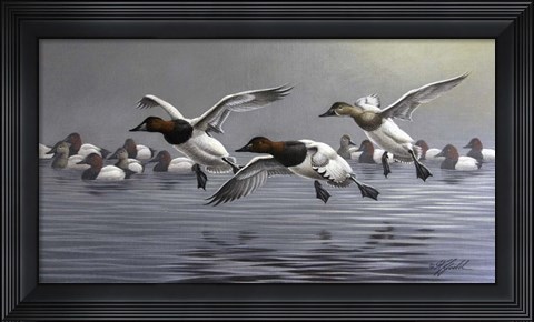 Framed Canvasbacks Coming In Print