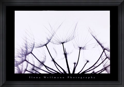 Framed Whispers - Violet Print
