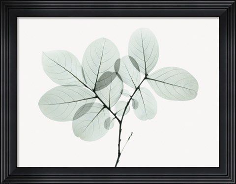 Framed Myrtle Tree Print