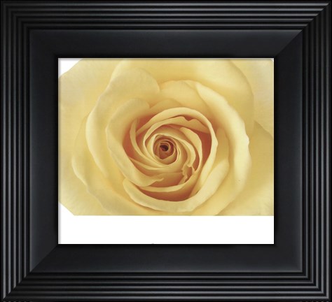 Framed Rose In Bloom Print