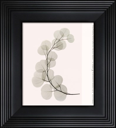 Framed Eucalyptus Print