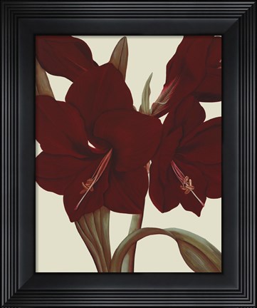 Framed Amaryllis II Print