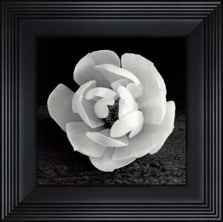 Framed Magnolia Print