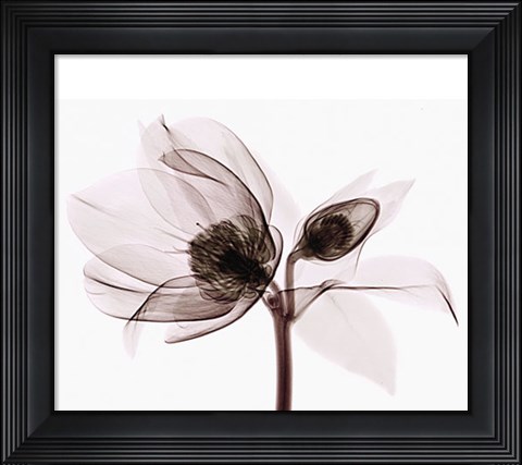 Framed Helleborus III Print