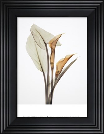 Framed Calla I Print