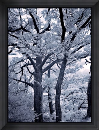 Framed Illumination I Print