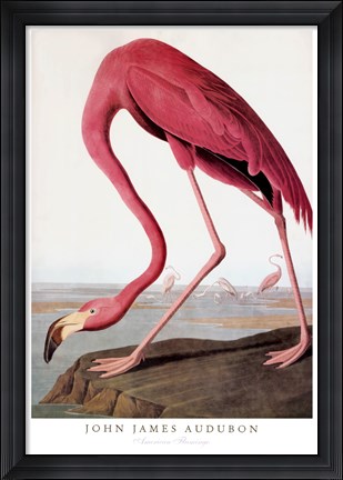 Framed American Flamingo Print