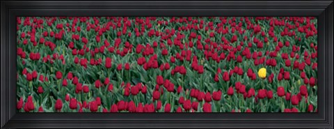 Framed NIAP Daybreak Print