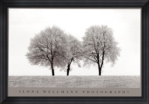 Framed Three Trees Print