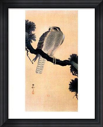 Framed Falcon On A Branch Print