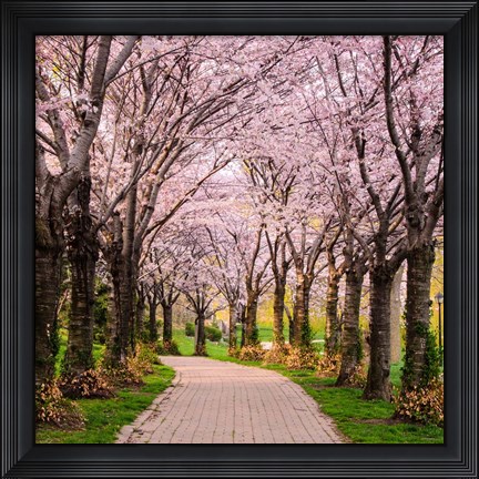 Framed Cherry Blossom Trail Print