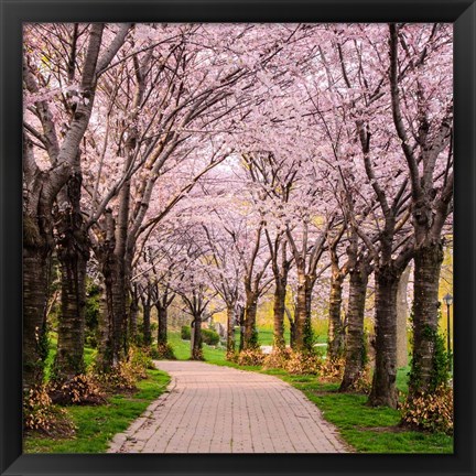 Framed Cherry Blossom Trail Print