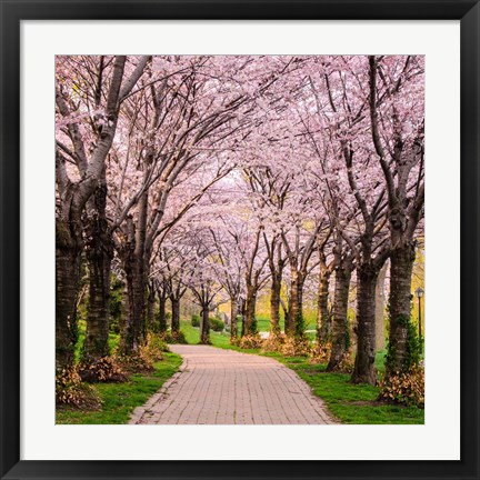 Framed Cherry Blossom Trail Print