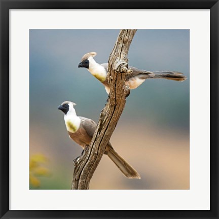 Framed Bare-Faced Go-Away-Birds Tarangire National Park, Tanzania Print