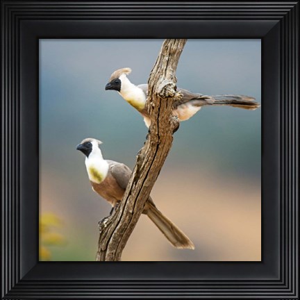 Framed Bare-Faced Go-Away-Birds Tarangire National Park, Tanzania Print