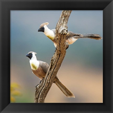 Framed Bare-Faced Go-Away-Birds Tarangire National Park, Tanzania Print