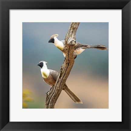 Framed Bare-Faced Go-Away-Birds Tarangire National Park, Tanzania Print