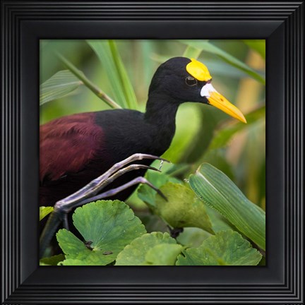 Framed Northern Jacana, Tortuguero, Costa Rica Print