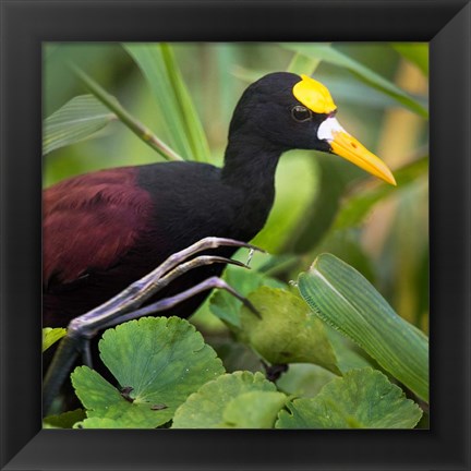 Framed Northern Jacana, Tortuguero, Costa Rica Print
