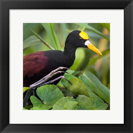 Framed Northern Jacana, Tortuguero, Costa Rica Print