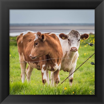 Framed Cows Grazing, Iceland Print